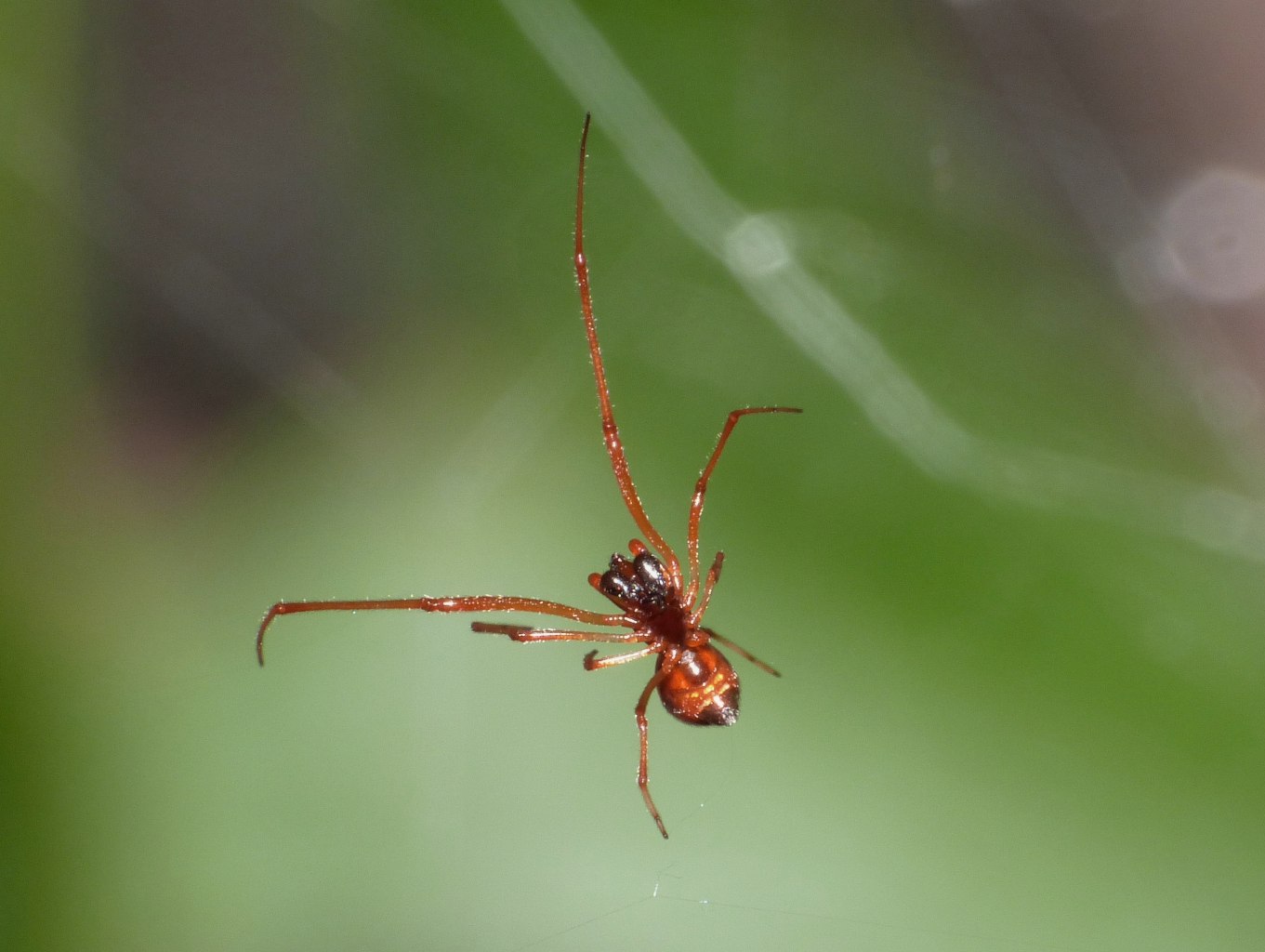 L''assaggio dell''Argyrodes (con filmati)